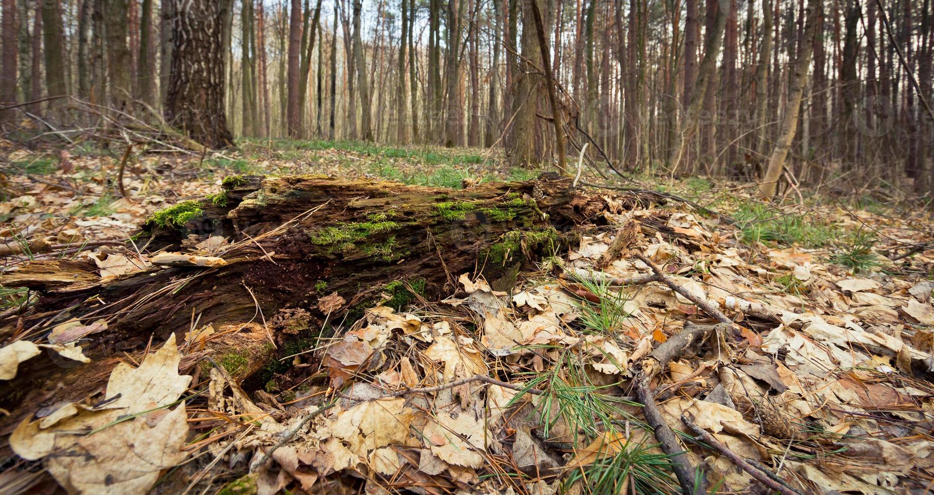 gedaald boom Aan de bossen foto