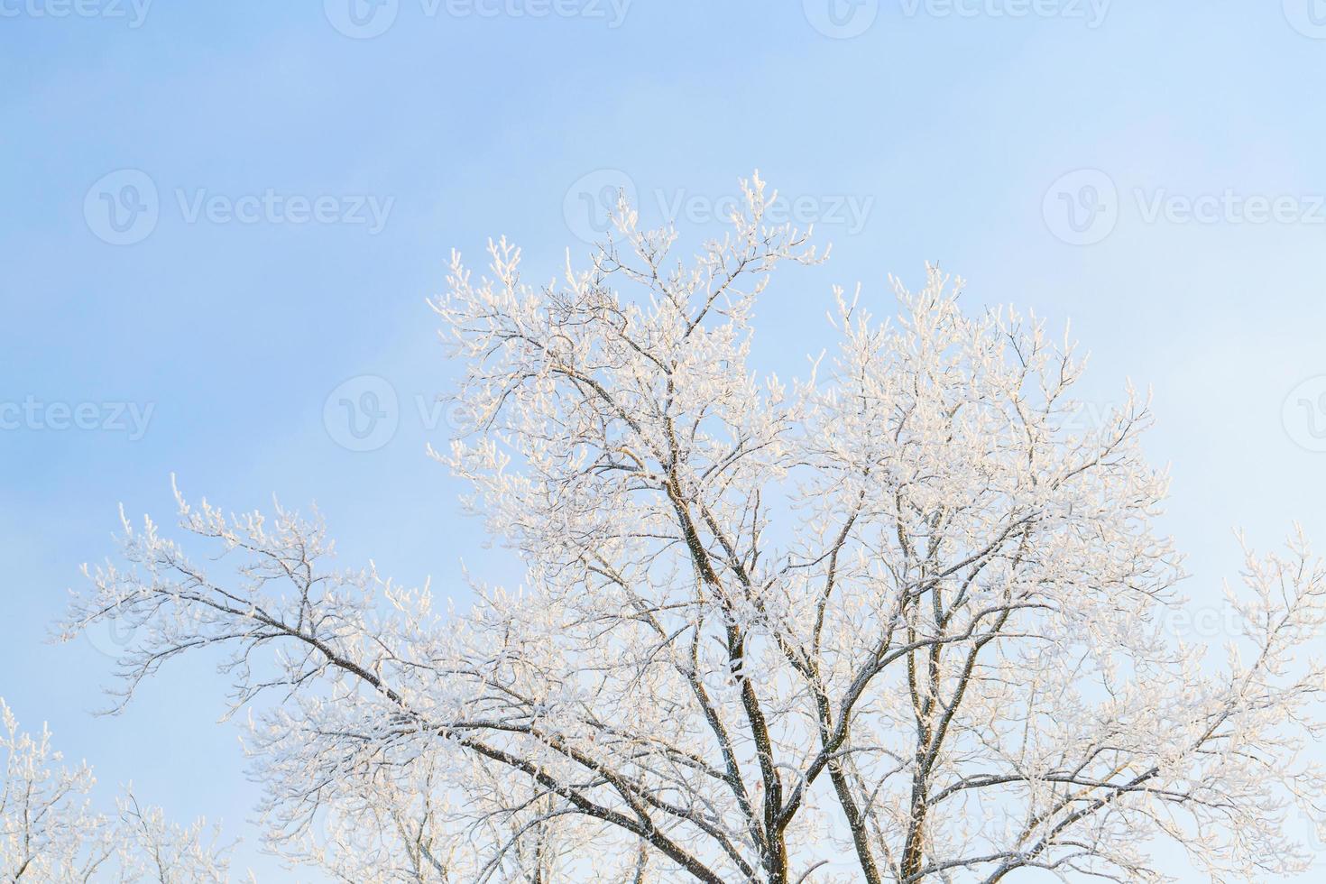 verkoudheid winter dag, mooi rijp en rijmen Aan bomen foto