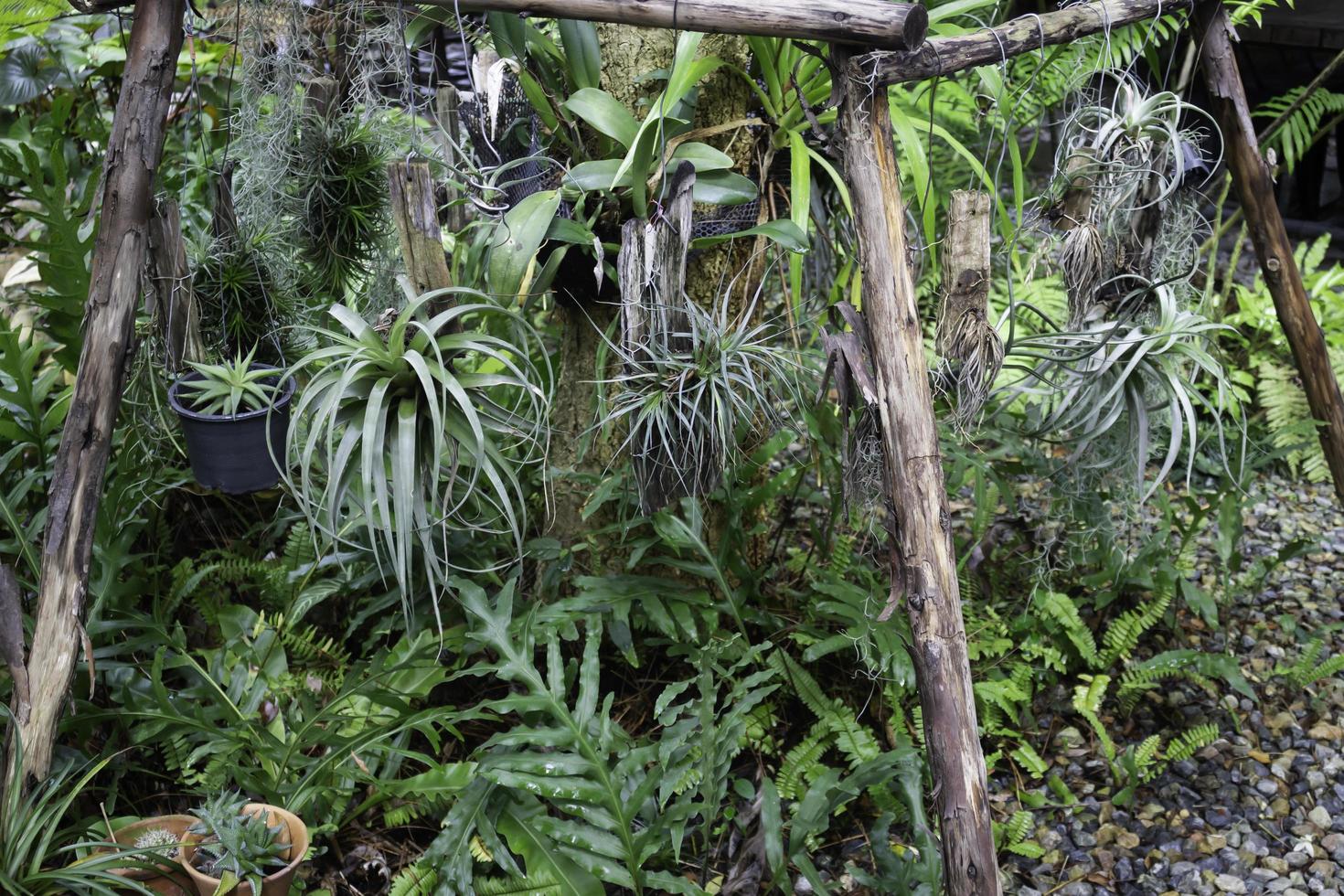 hangende planten in de tuin foto