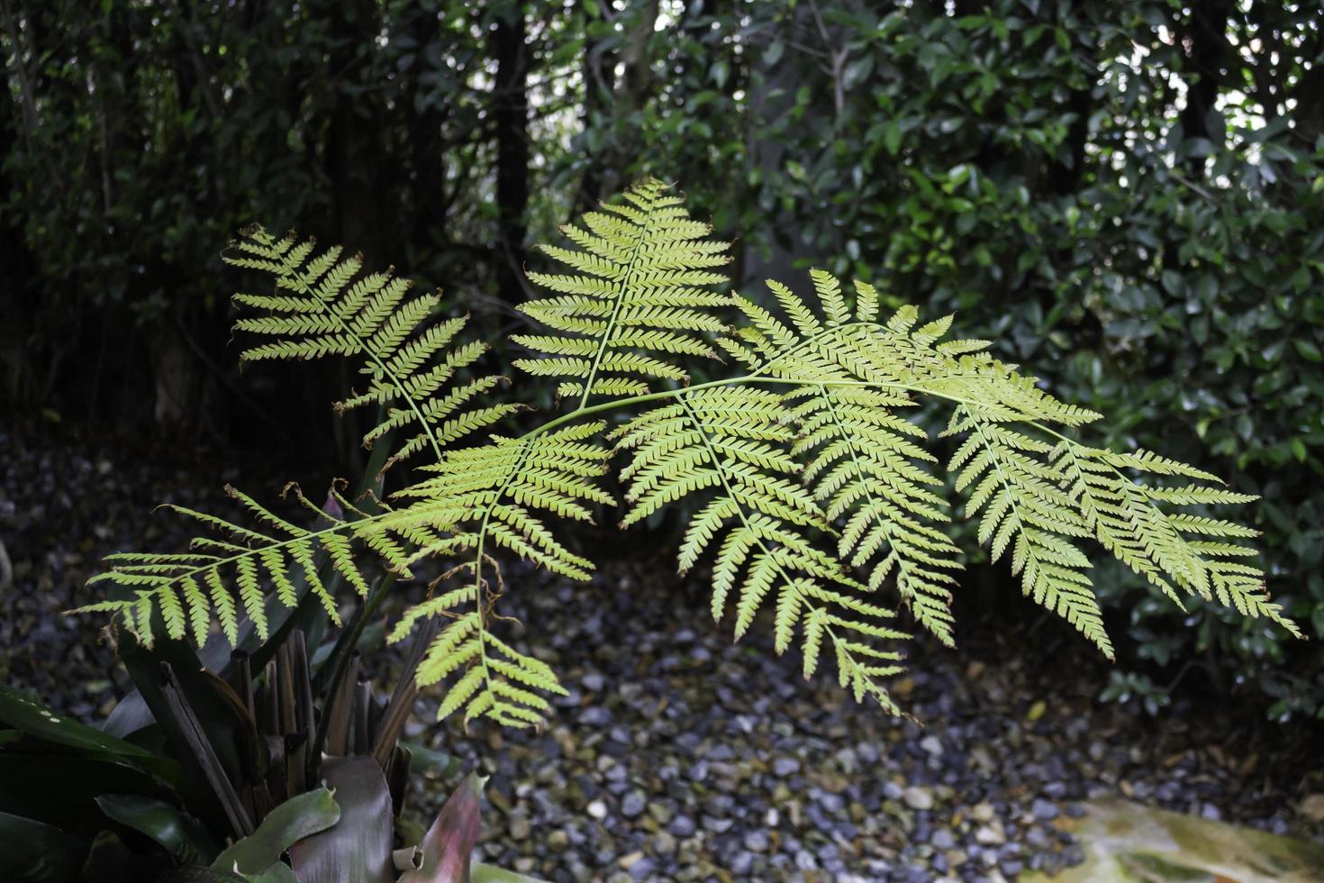 groene varenplant foto