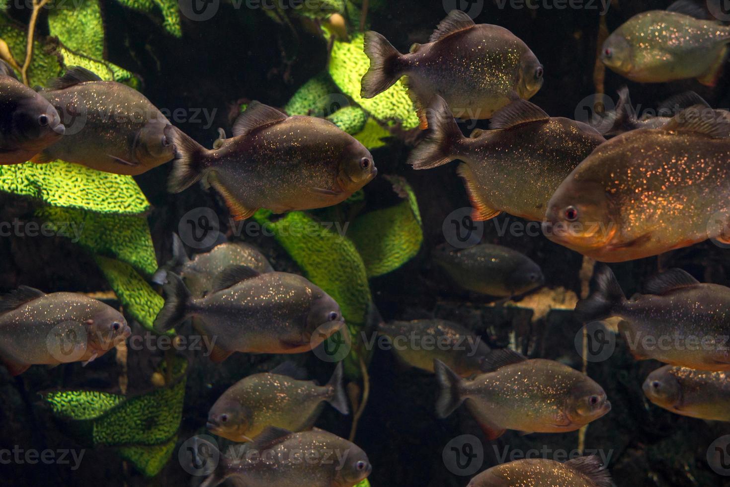 groep van piranha's drijvend in een aquarium foto