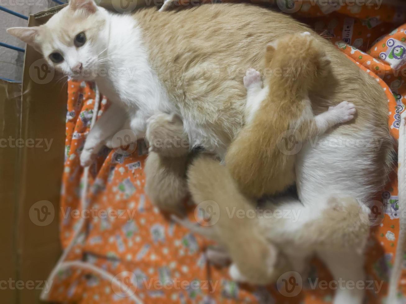 pasgeboren kat baby's borstvoeding geeft Aan mama foto