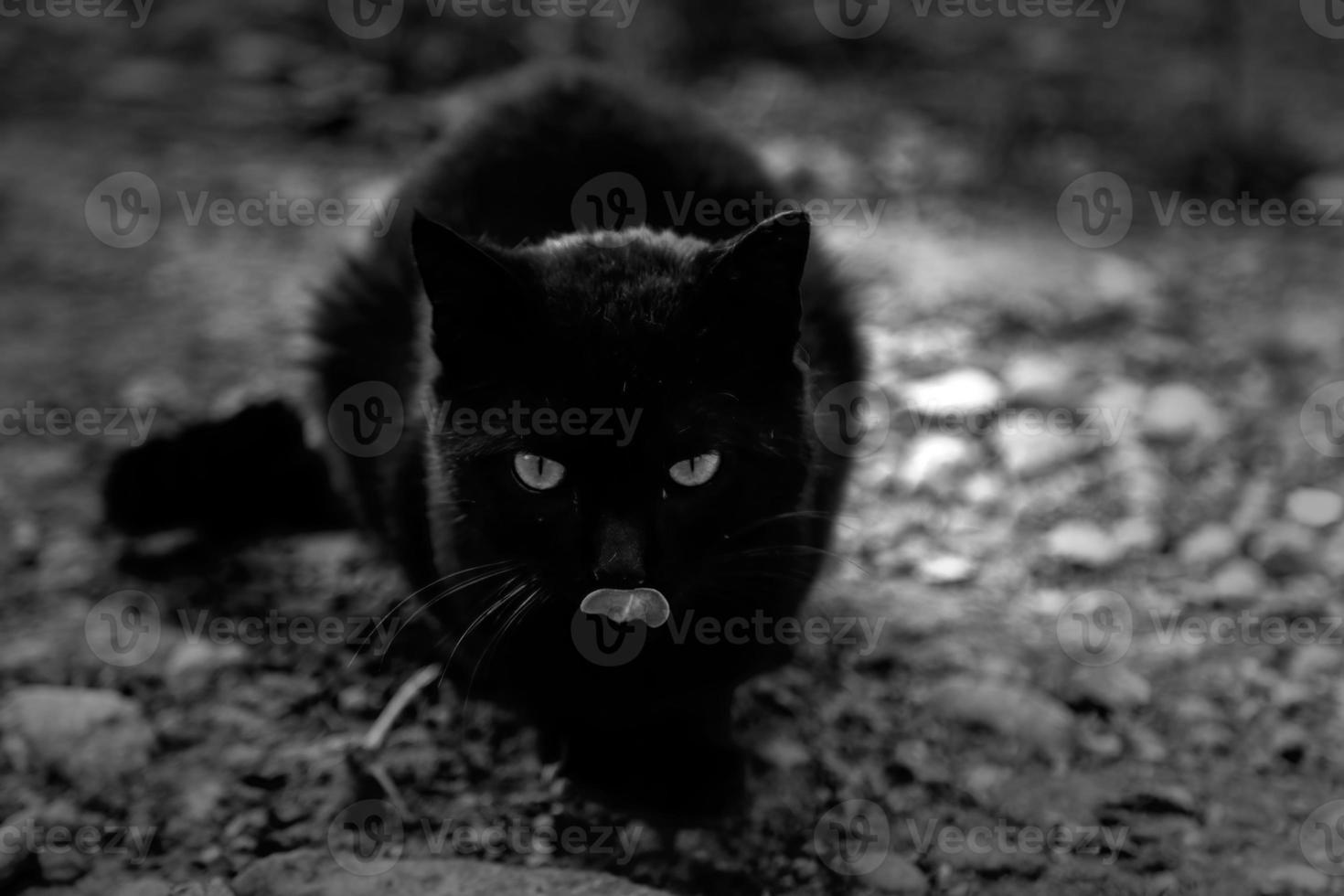 katten die op straat eten foto