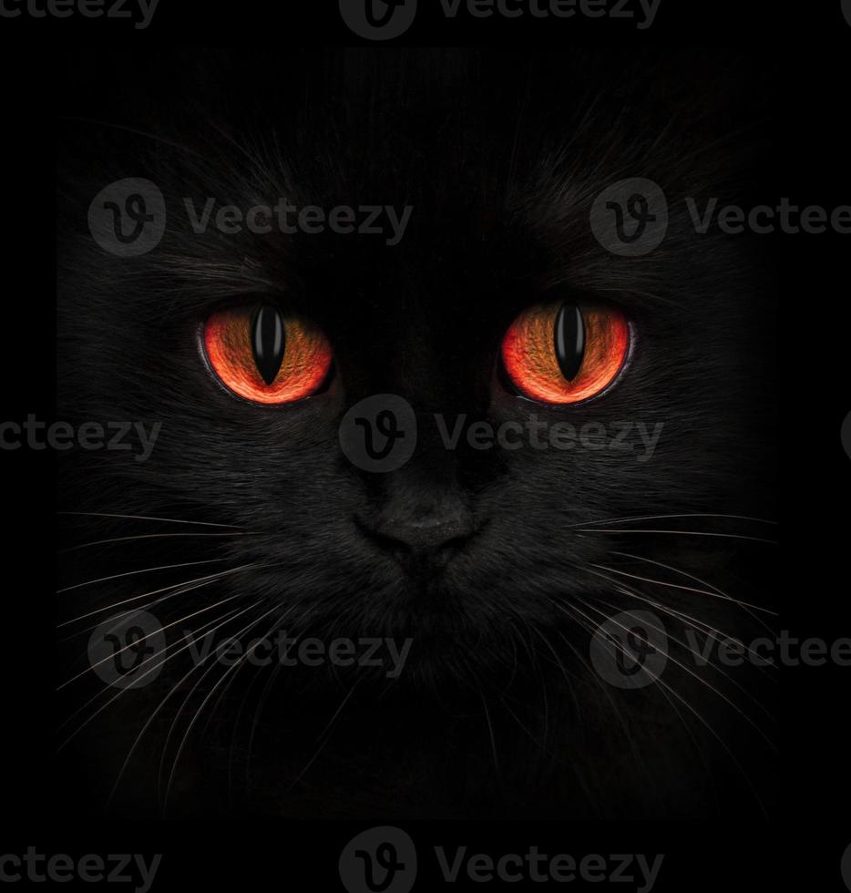 vreselijk uiteinde van een loop van een zwart kat met rood ogen foto