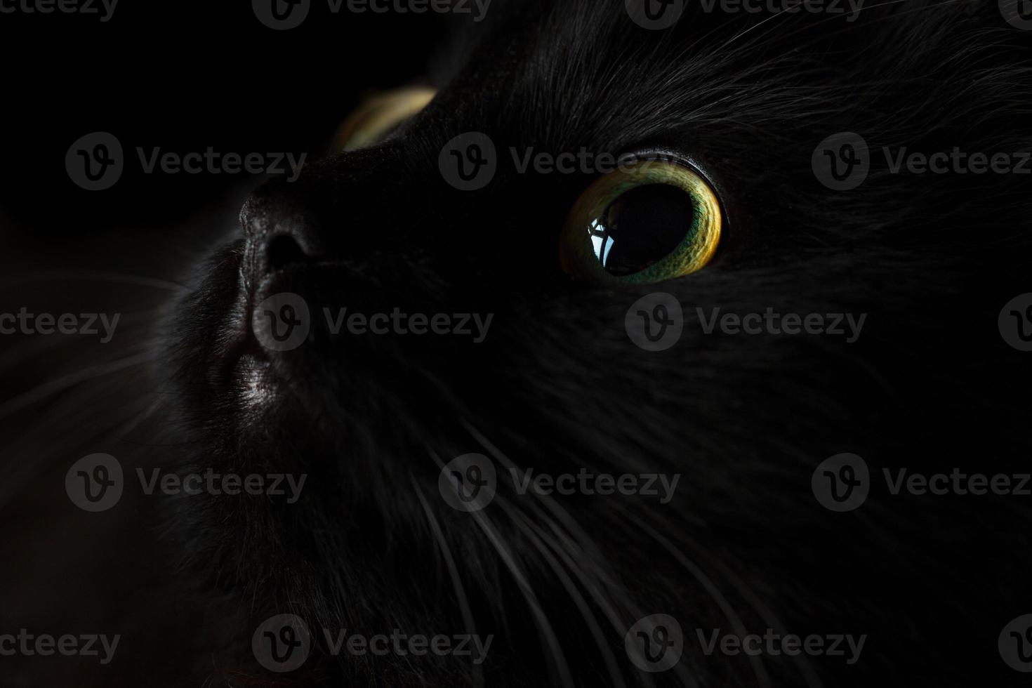 schattig uiteinde van een loop van een zwart kat foto