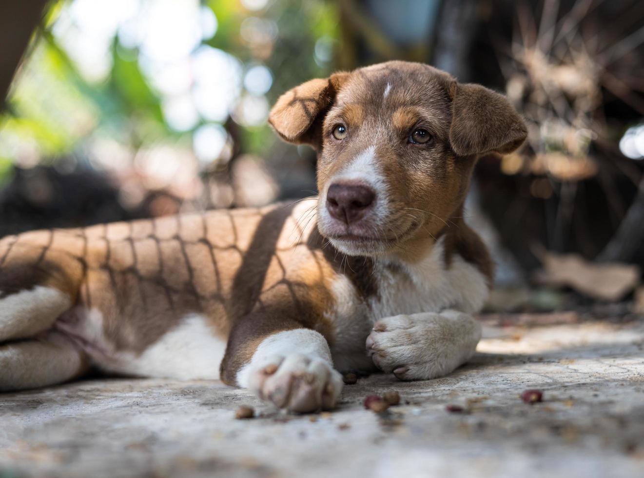 detailopname visie van een bruin Thais puppy resting vredig Aan een vuil beton vloer. foto