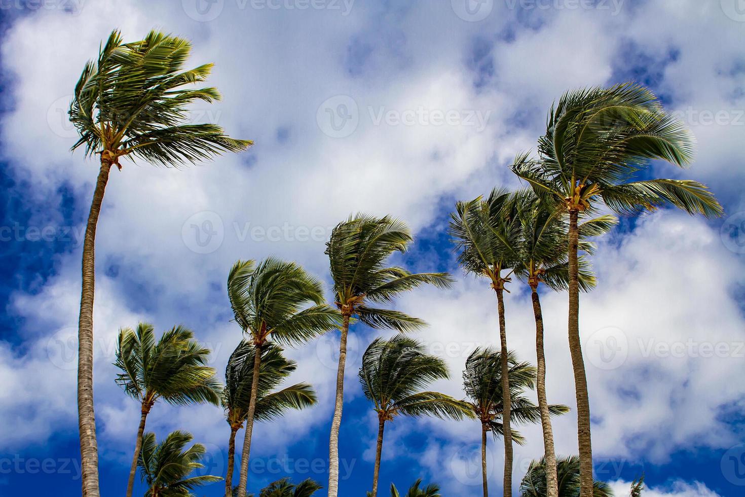 sterke wind zwaait met palmbomen foto