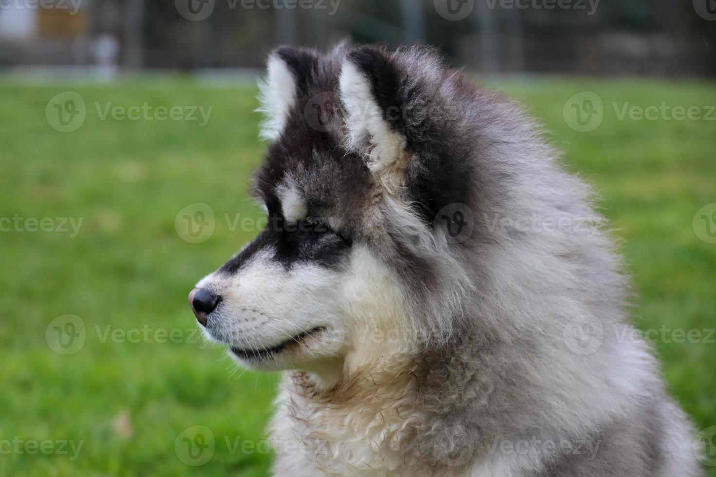 weinig pluizig puppy Alaska malamute foto