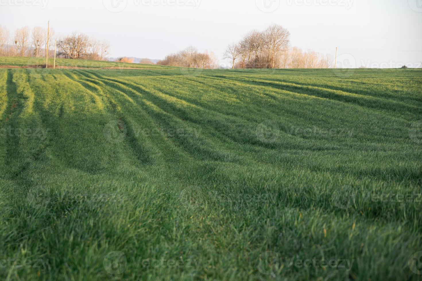 mooi visie van de natuur veld- gras foto