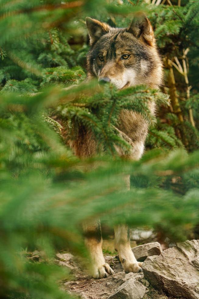 foto van een grijs wolf