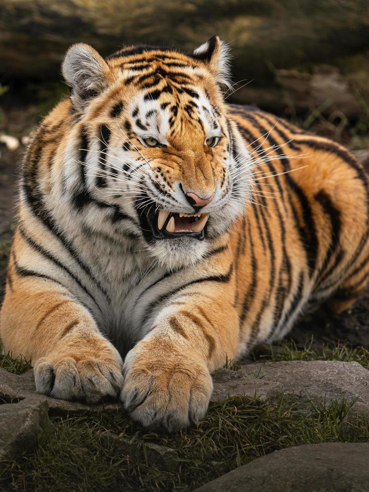 foto van een Siberisch tijger