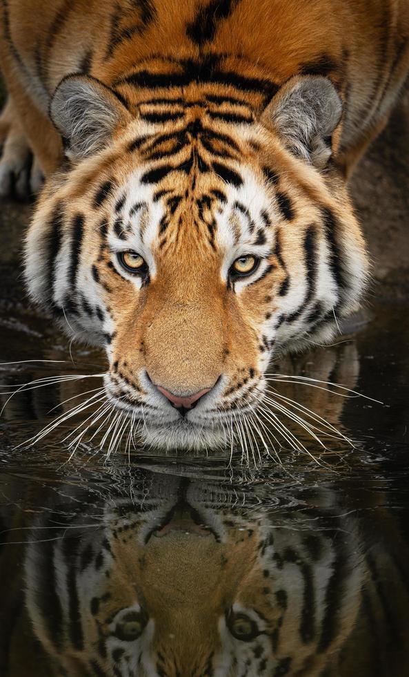 foto van een Siberisch tijger