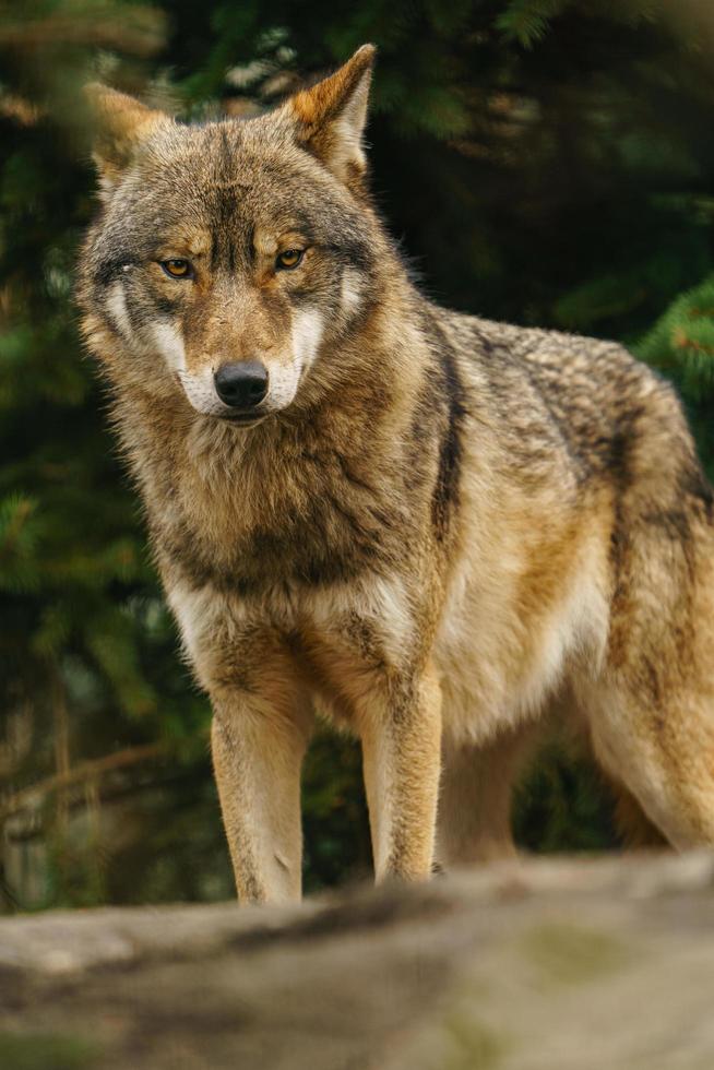 foto van een grijs wolf