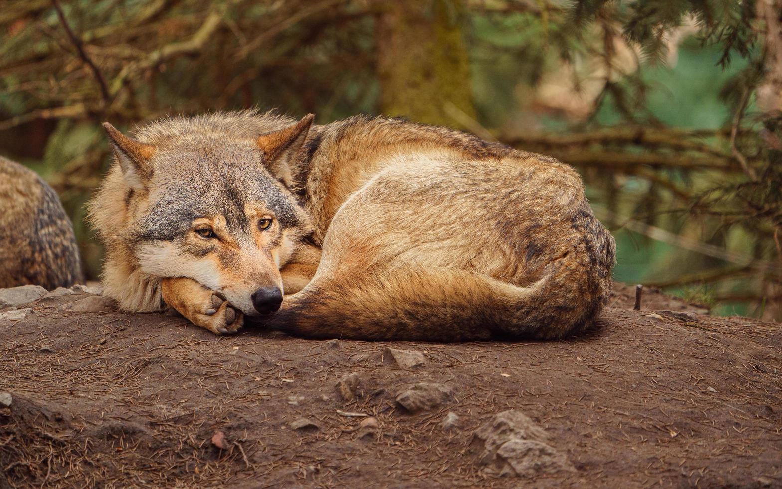 foto van een grijs wolf