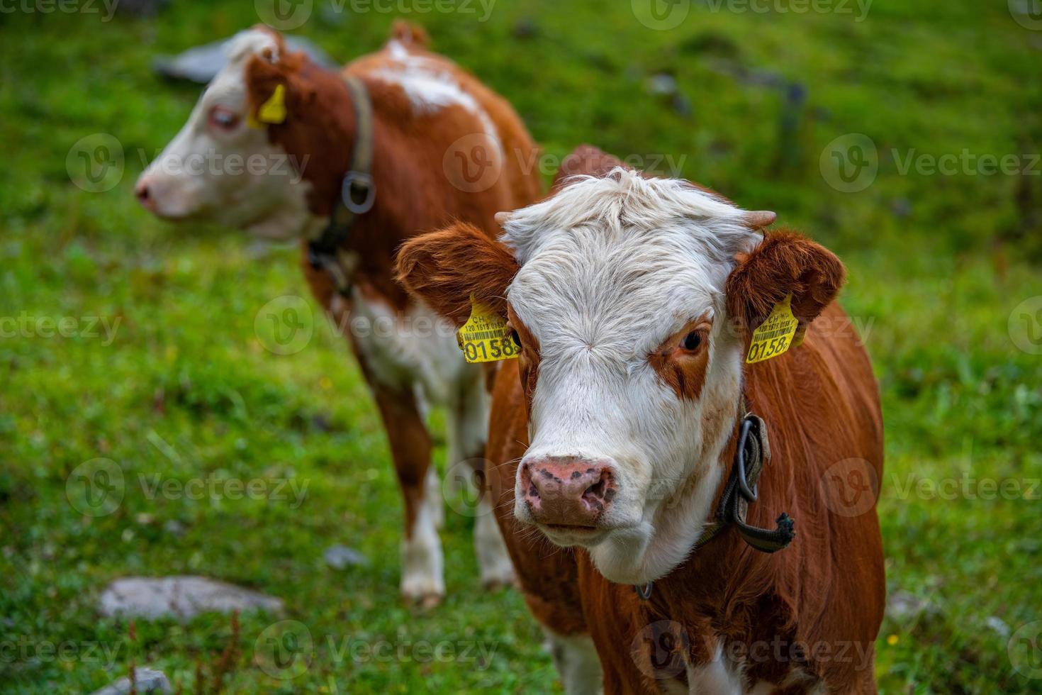 twee kalveren staand kant door kant foto