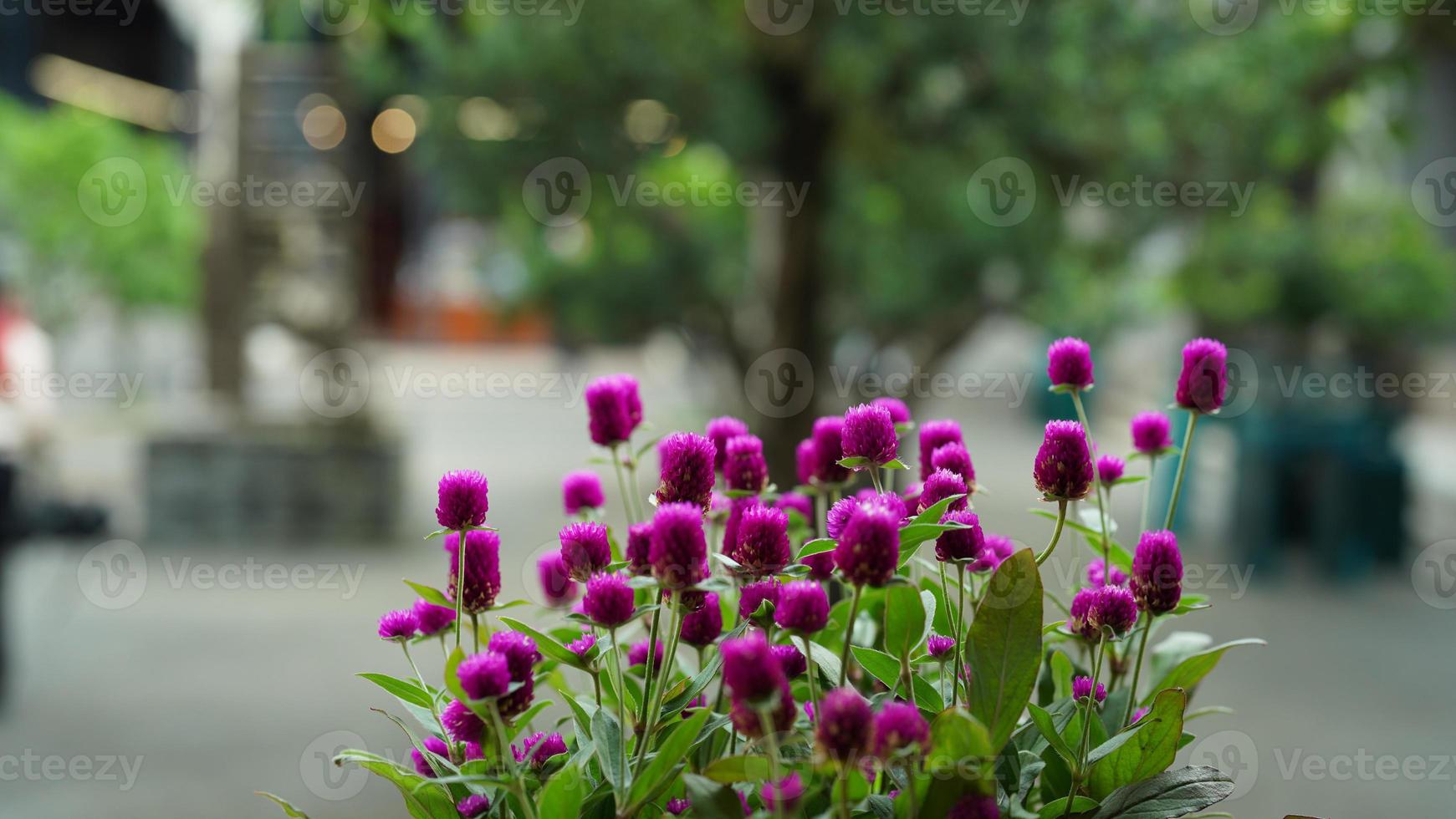 de oud Chinese school- gebouwen gelegen in Guangzhou stad van de China met de mooi steen en houten beeldhouwwerk foto