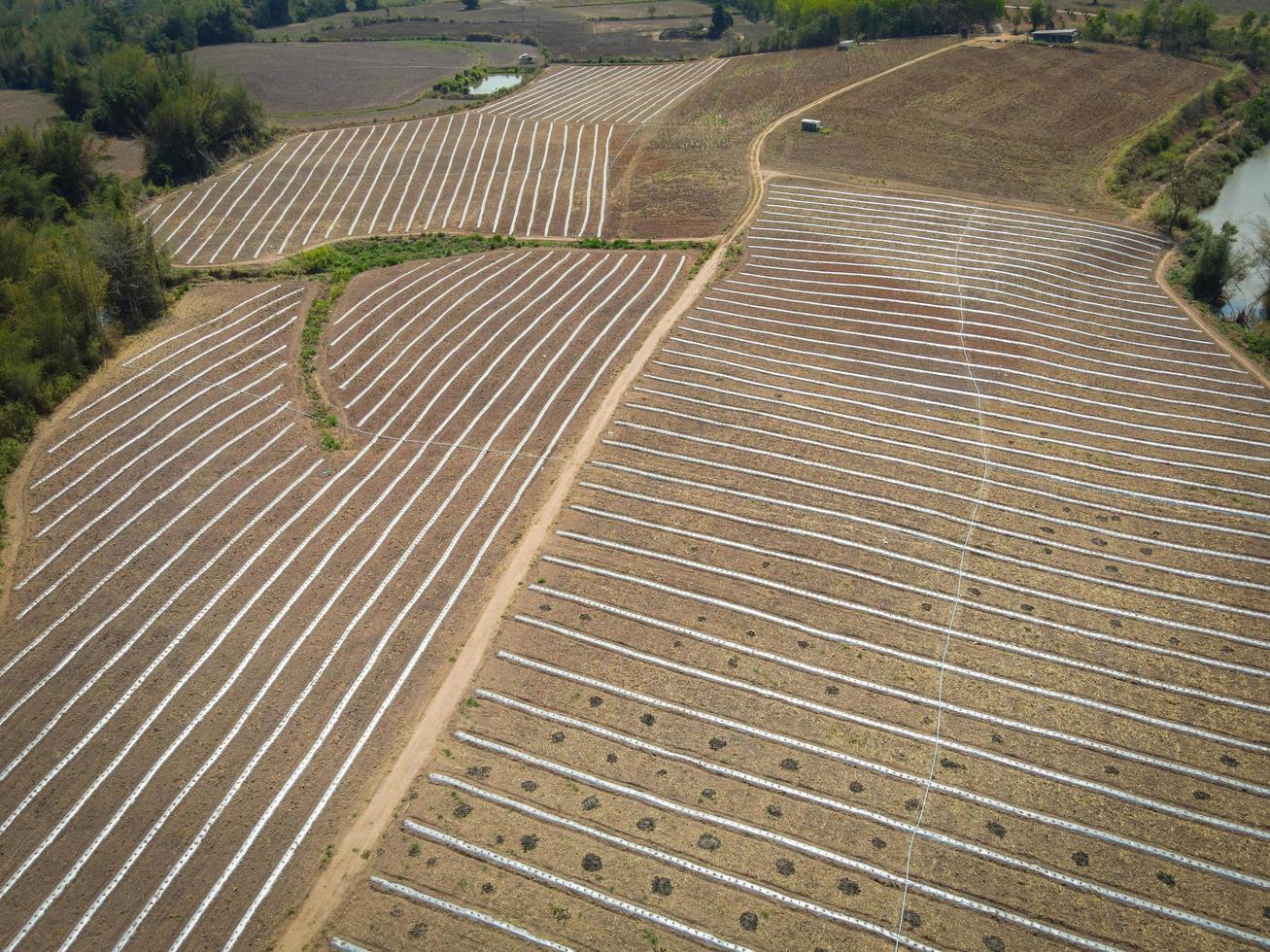 hoog hoek visie van landbouw , antenne visie rijen van Bijsnijden velden top visie - rijen van bodem aanplant fabriek zaaien zaden Aan een plantage in de boerderij en agrarisch concept. foto