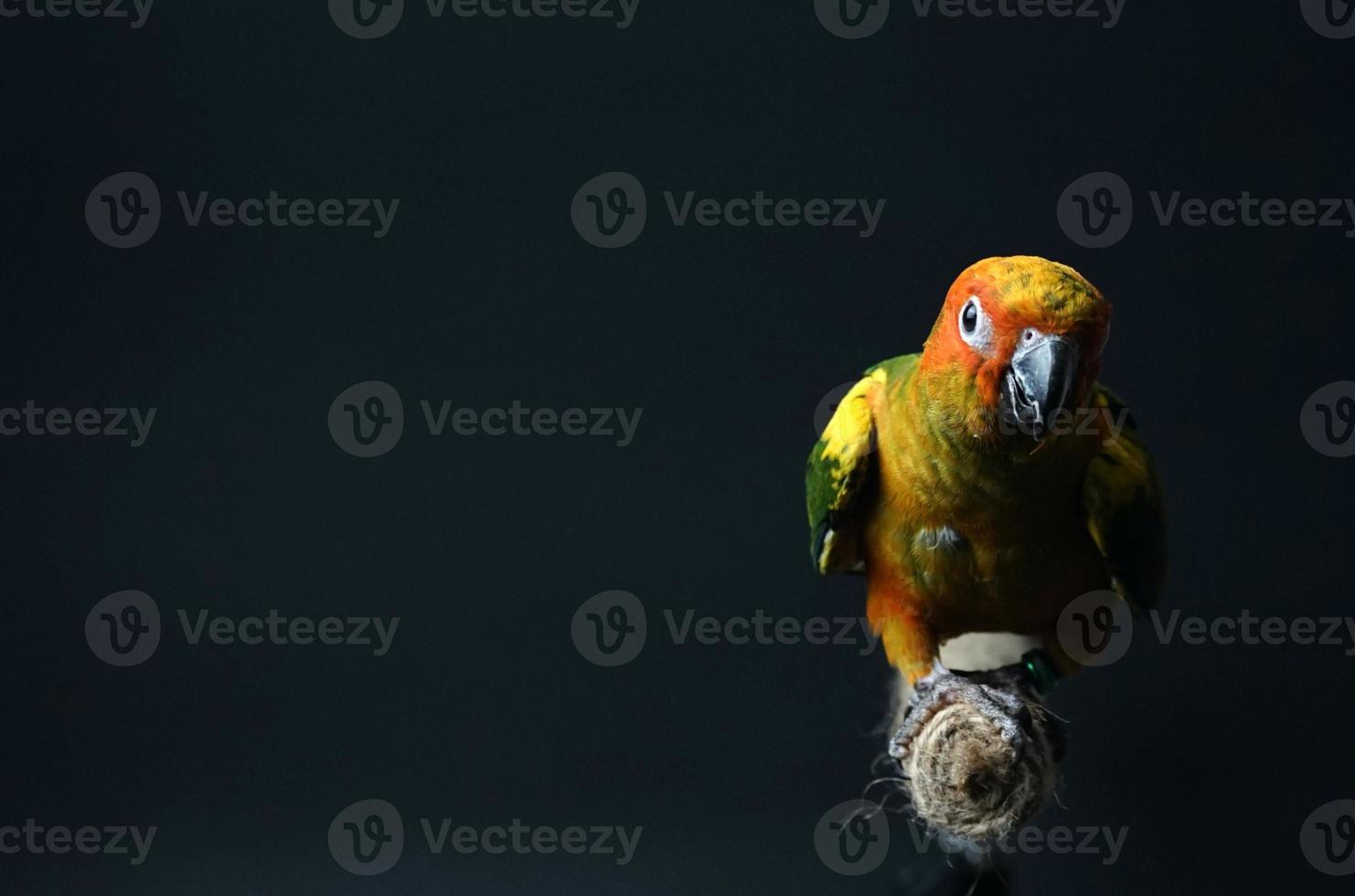 zon conure papegaai of vogel mooi is aratinga zwart achtergrond foto