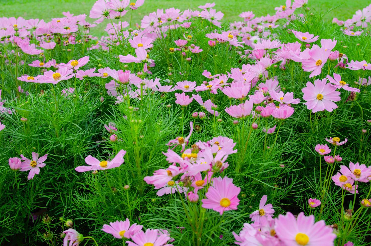 roze kosmosbloemen foto