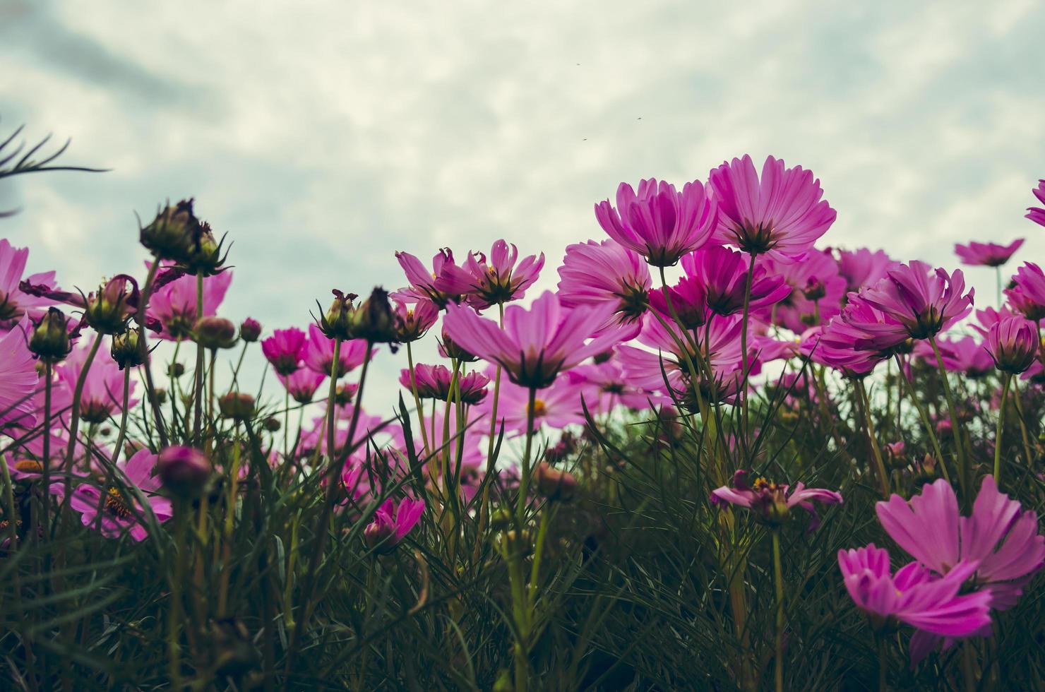 gebied van kosmosbloemen foto