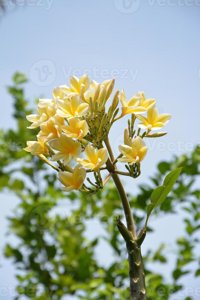 heel mooi bloem foto