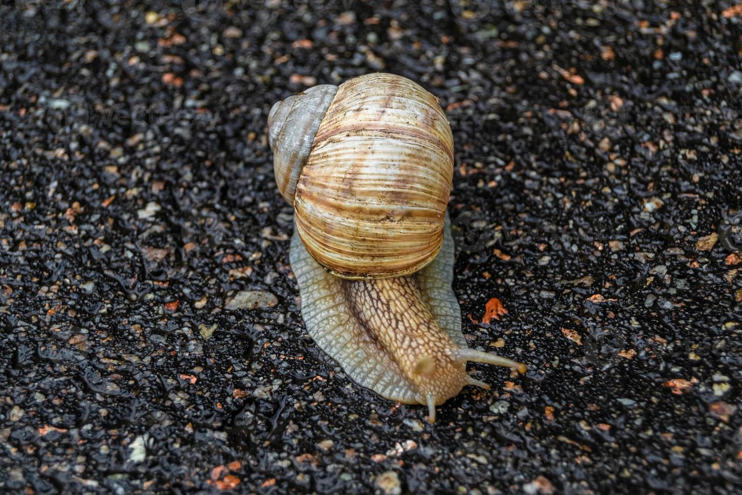 grote tuinslak in schelp kruipend op natte weg, haast je naar huis foto