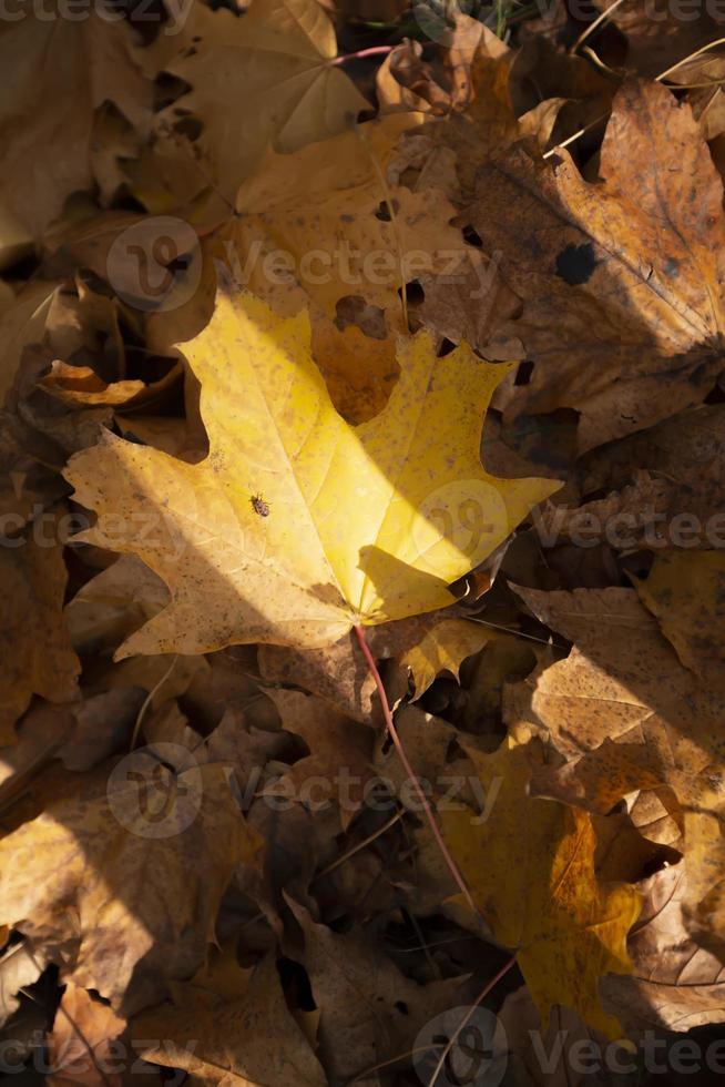 een geel esdoorn- blad lit door de zon leugens Aan de grond. foto