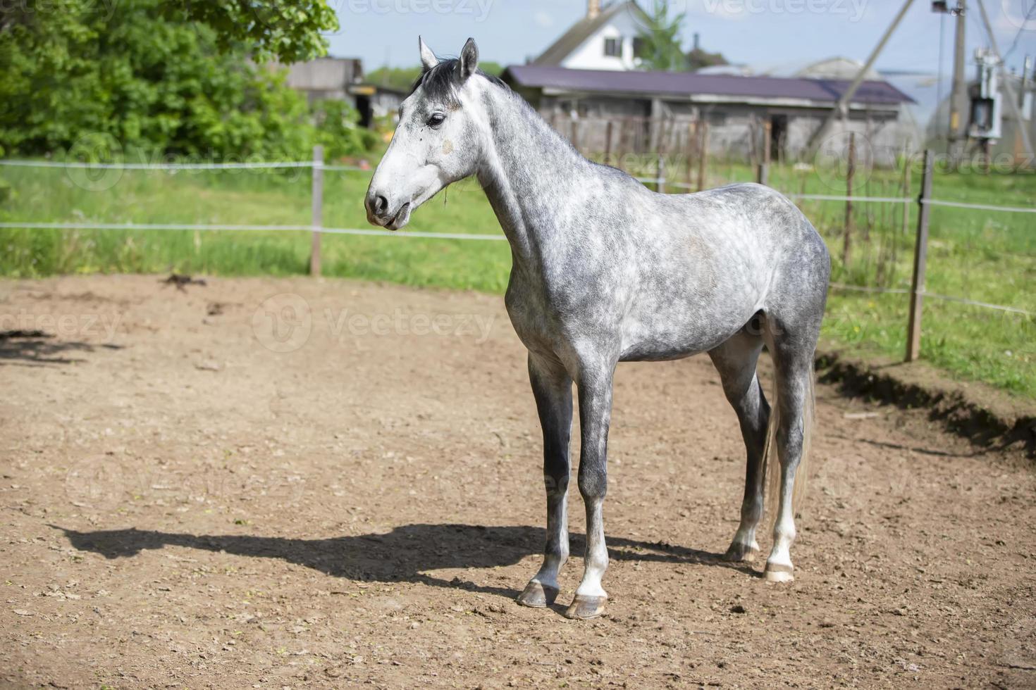 jong grijs paard in paddock. paard achter de schutting. foto