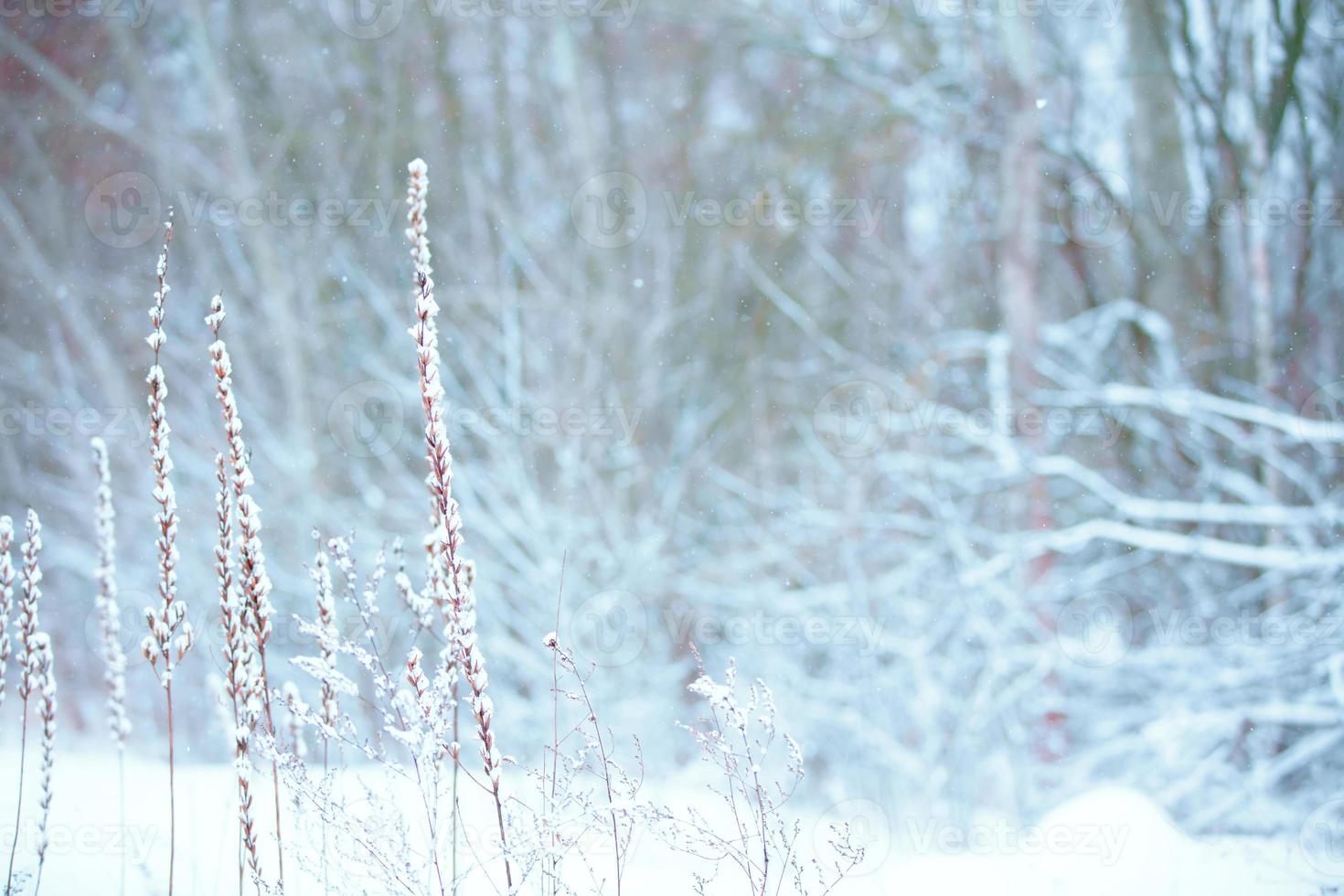 winter Kerstmis idyllisch landschap. wit bomen in Woud gedekt met sneeuw foto