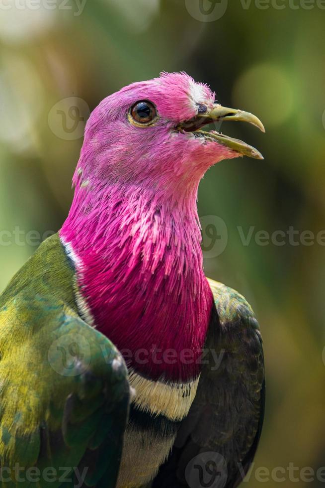 de roze kop fruit duif ptilinopus porfyreus ook bekend net zo roze nek fruit duif of van temminck fruit duif, is een klein kleurrijk duif foto