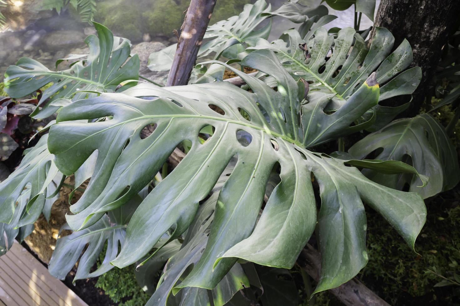 groene monstera plant foto