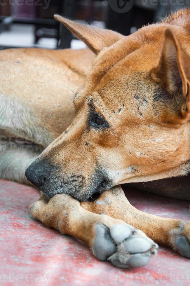 Thais hond bruin eenzaam aan het liegen Aan verdieping foto