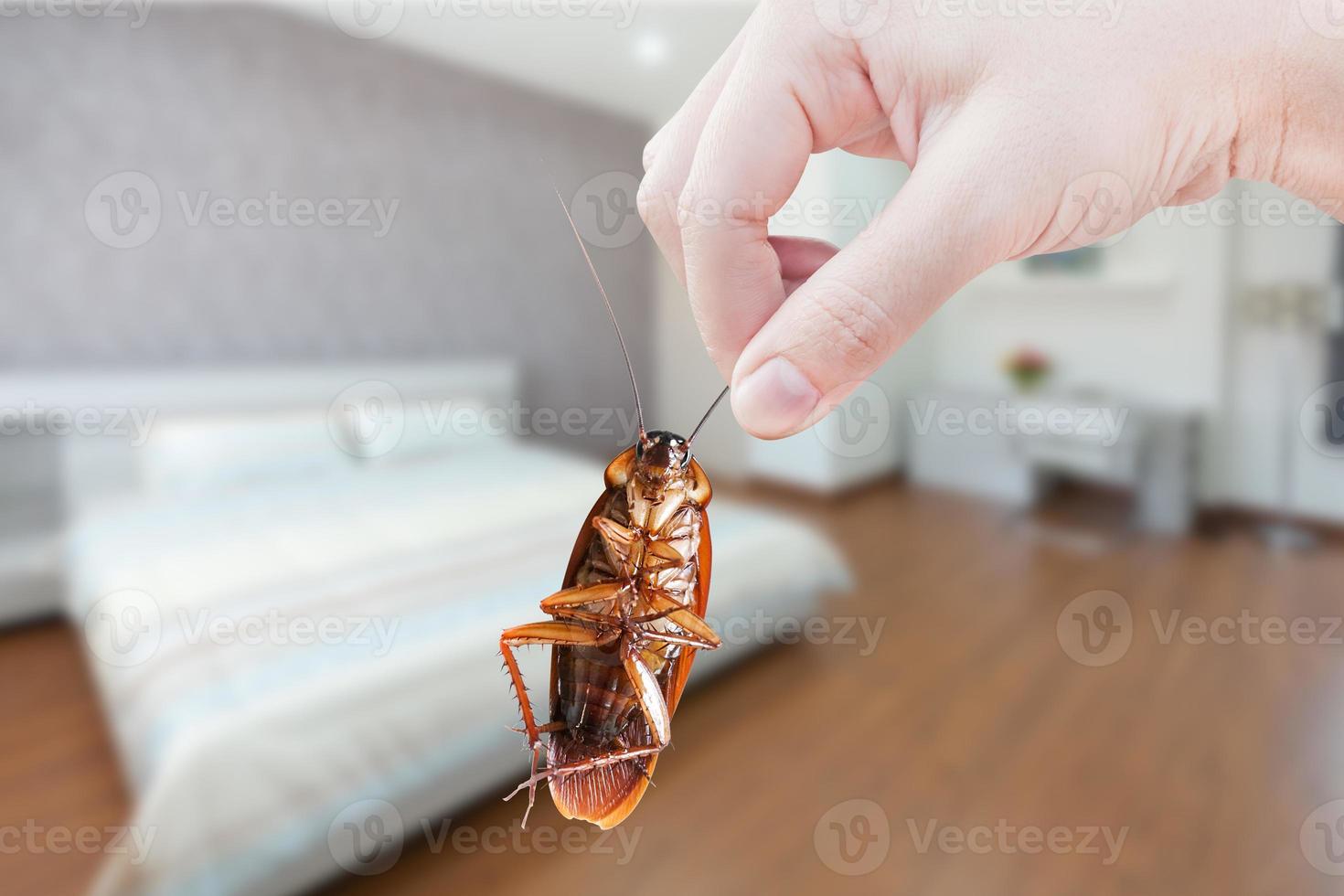 hand- Holding kakkerlak Aan kamer in huis achtergrond, elimineren kakkerlak in kamer huis, kakkerlakken net zo dragers van ziekte foto