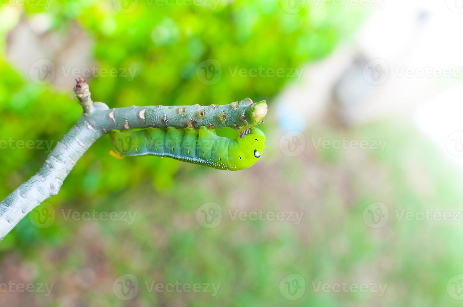 rups- worm aan het eten bladeren natuur in de tuin foto