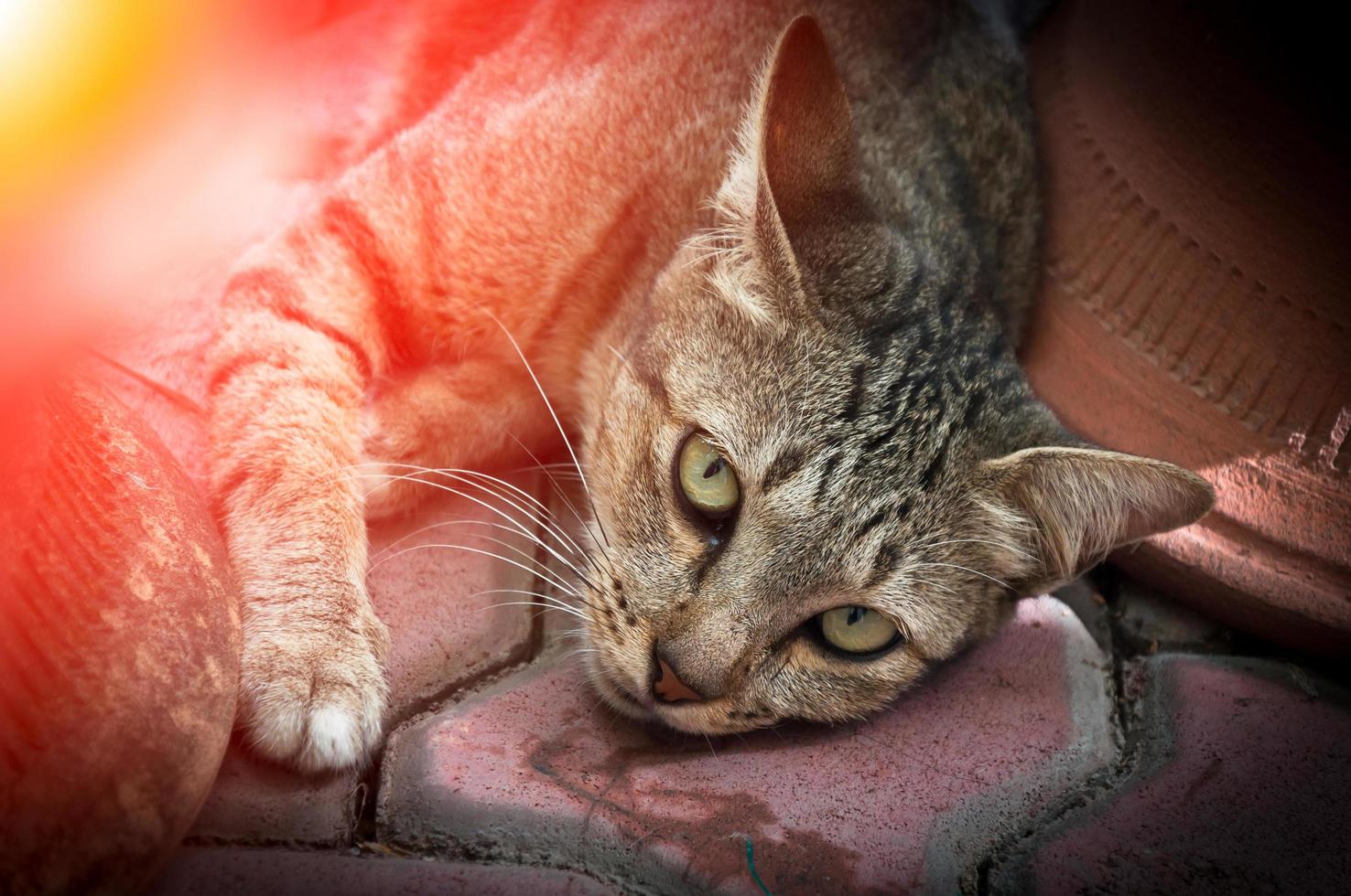 echt mooi kat met ogen op zoek ,bruin schattig kat, kat liegen, speels kat ontspannende vakantie foto