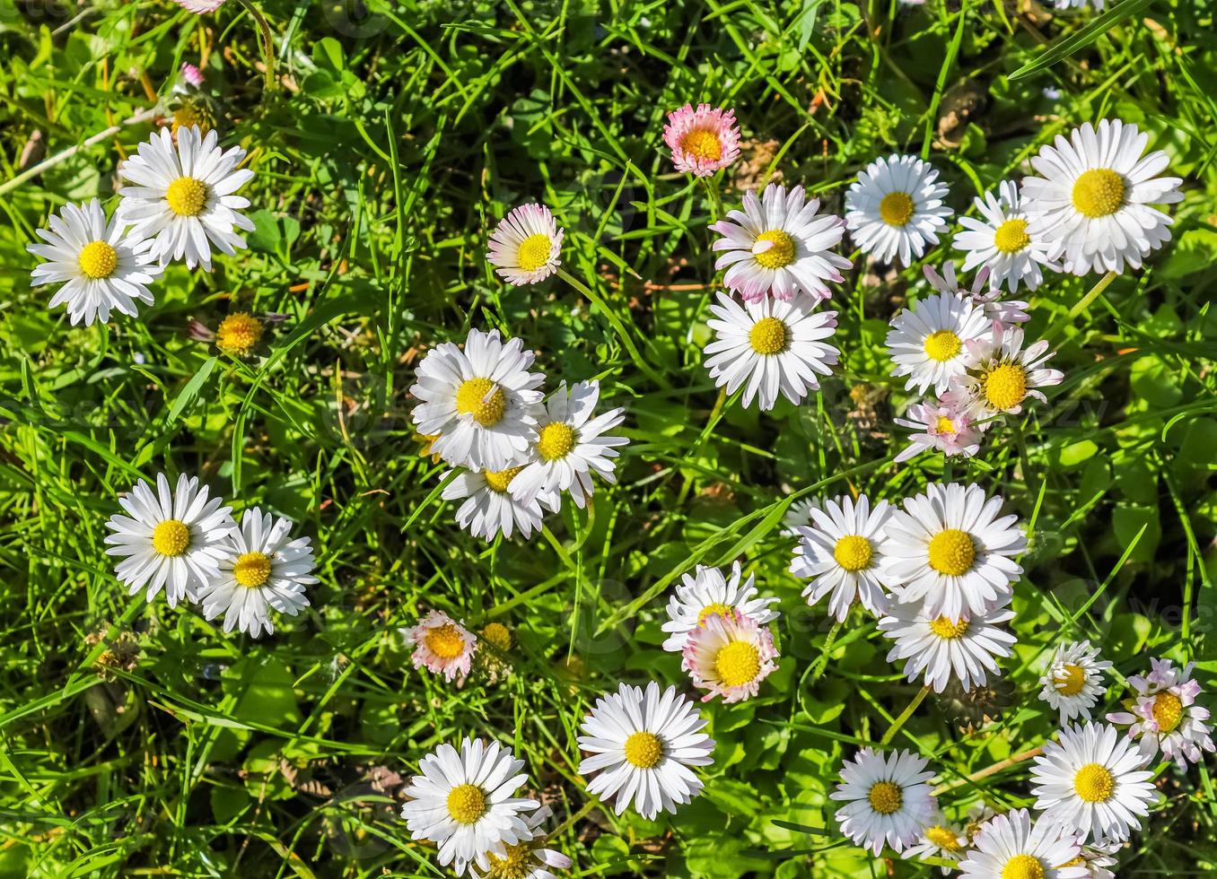 witte tuinmadeliefje op een bloemenzomerachtergrond. leucanthemum vulgare. bloeiend kamille- en tuinconcept in een prachtig natuurtafereel met bloeiende madeliefjes foto