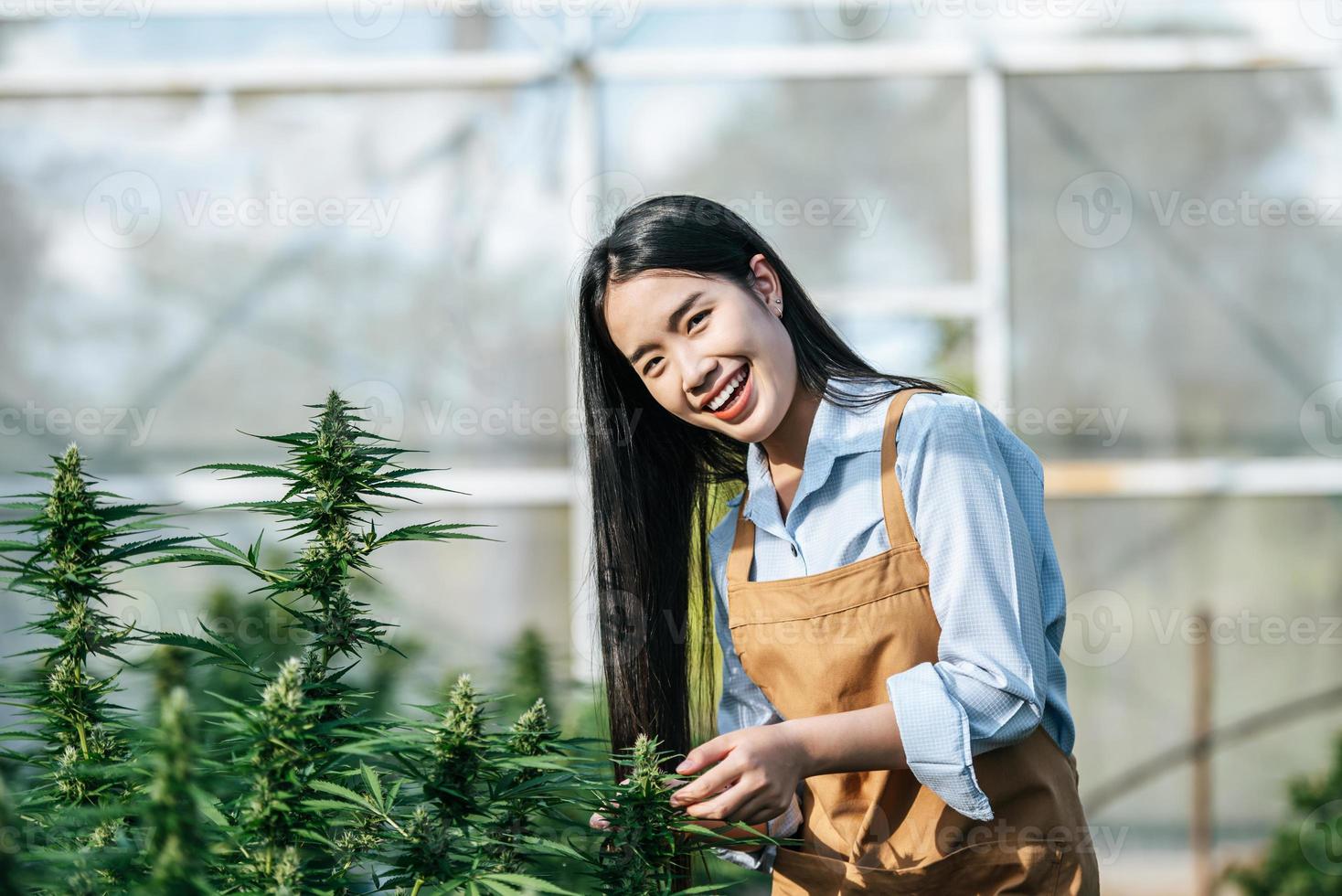 portret van Aziatisch vrouw marihuana onderzoeker controle marihuana hennep plantage in hennep boerderij, bedrijf agrarisch hennep. hennep bedrijf en alternatief geneeskunde concept. foto