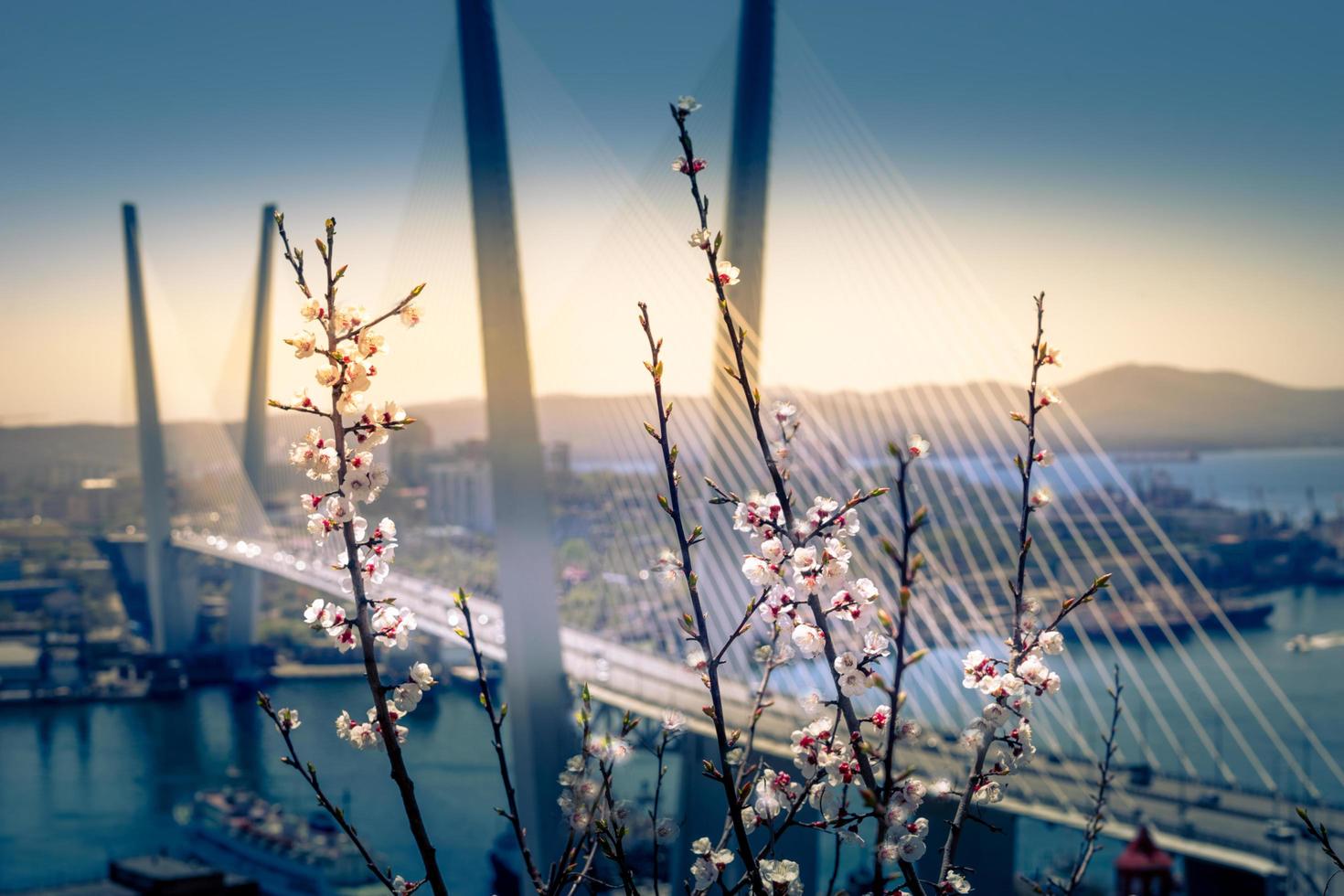 kersenbloesems op takken met vage gouden brug op de achtergrond in Vladivostok, Rusland foto