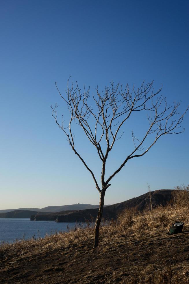 zeegezicht van een kale boom op een heuvel naast waterlichaam in Vladivostok, Rusland foto