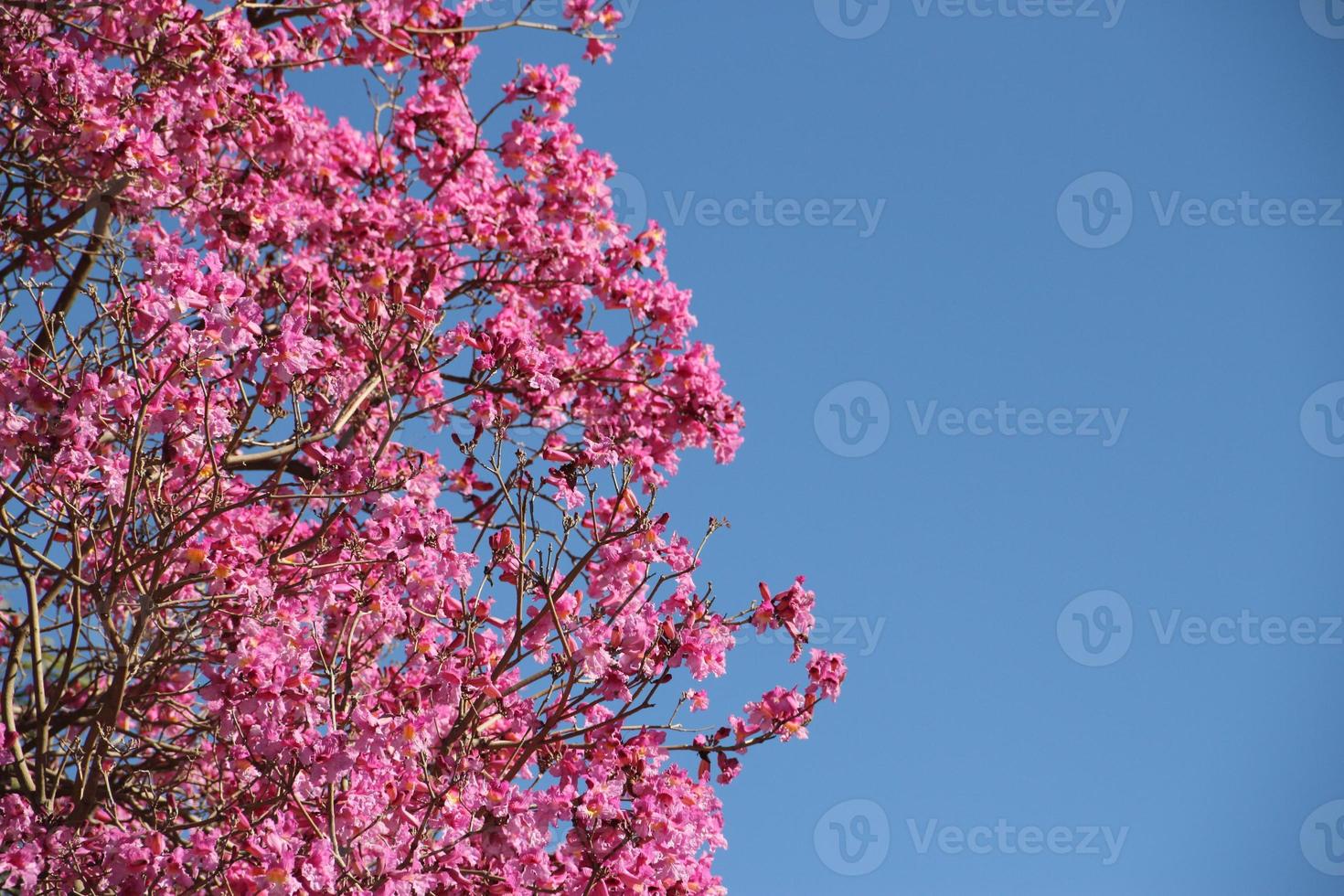 roze lapacho in bloem in zuiden Amerika foto