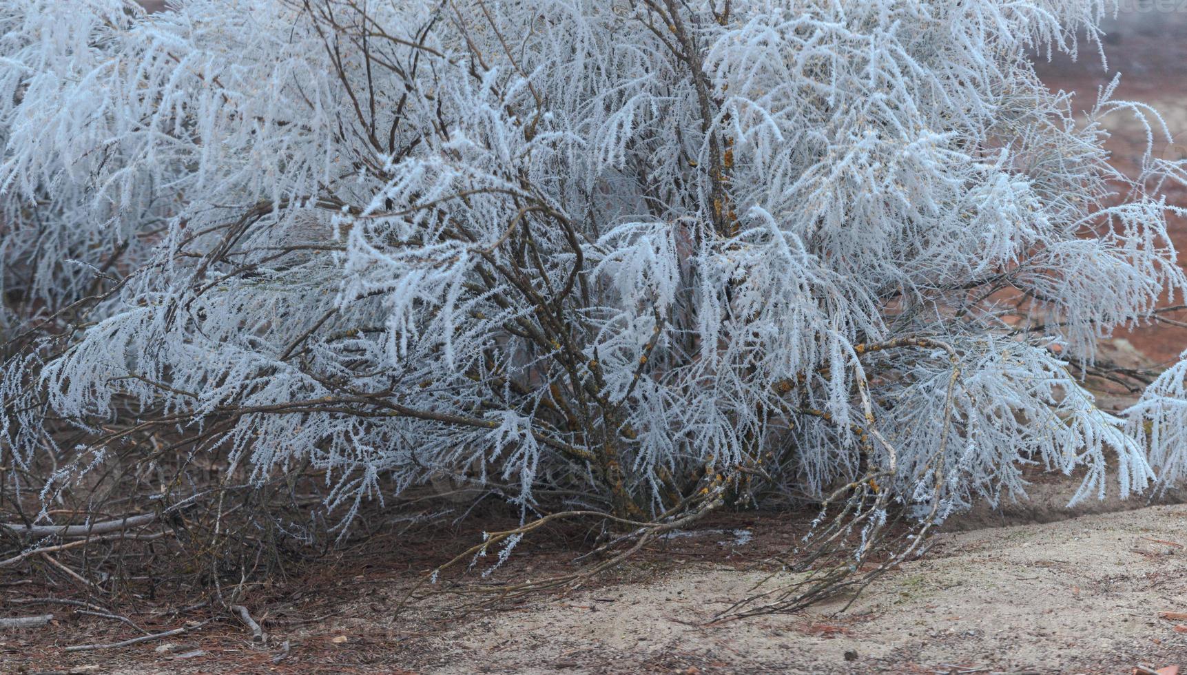 een bevroren dennenbos op een winterochtend in Castilla foto