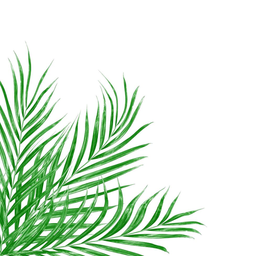 groene bladeren van een palmboom geïsoleerd op een witte achtergrond foto
