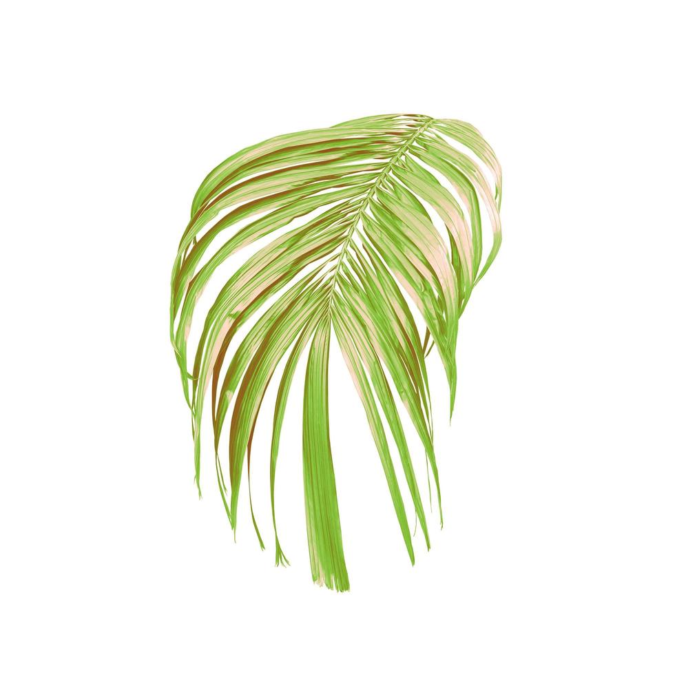 groene bladeren van een palmboom geïsoleerd op een witte achtergrond foto