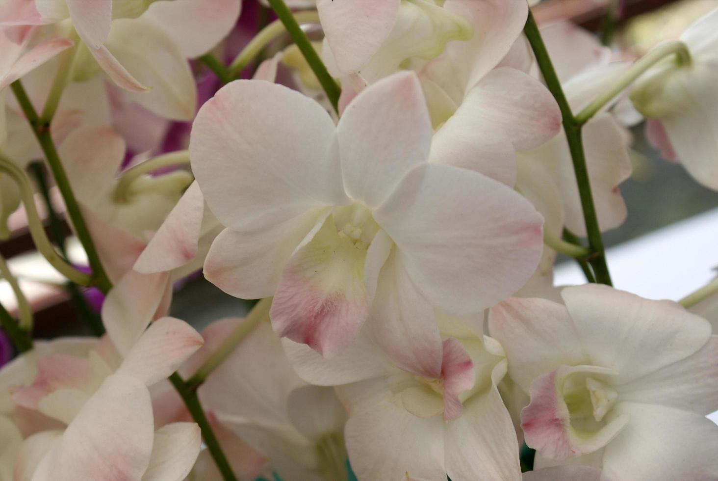 close-up van orchideebloemen foto