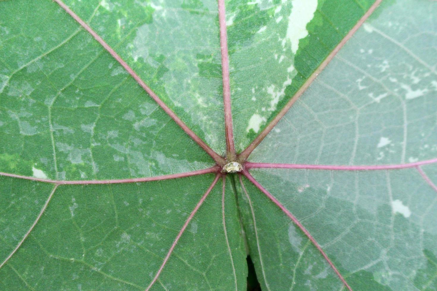 close-up van bladeren textuur achtergrond foto