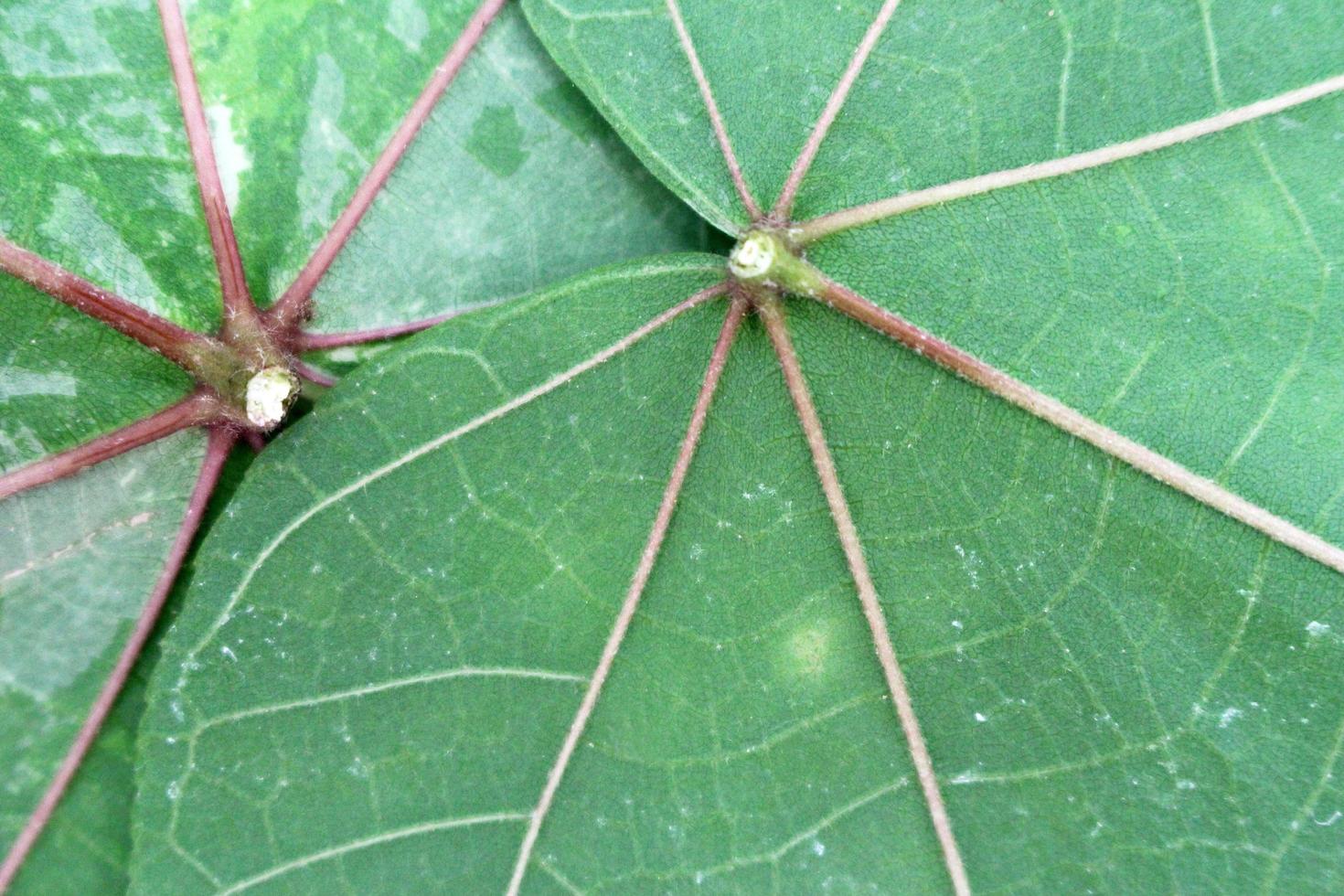 close-up van bladeren textuur achtergrond foto