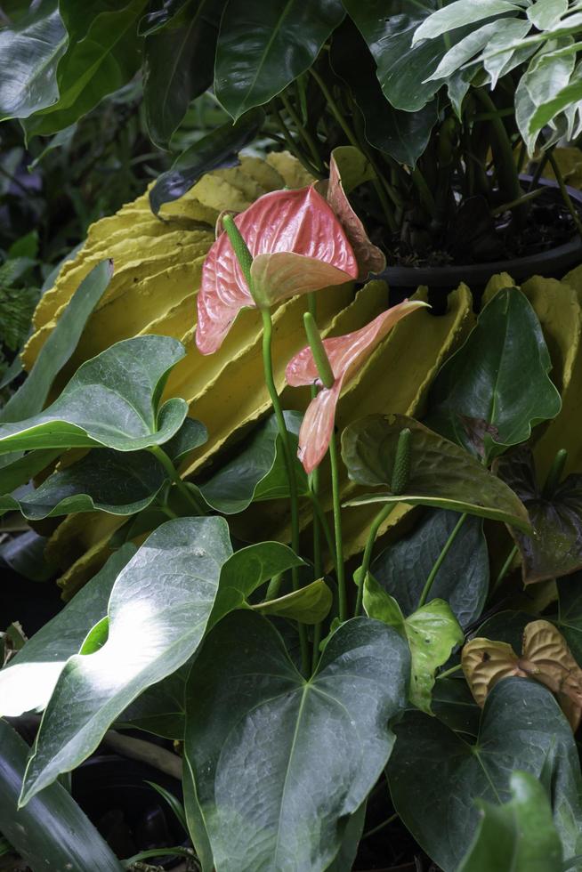 prachtige groene bladeren en planten in de tuin foto