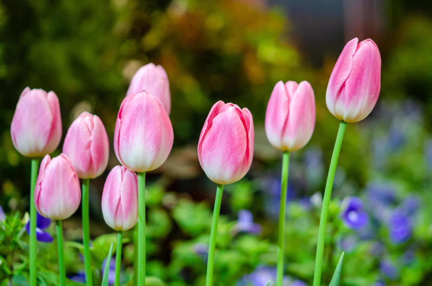 groep roze tulpen foto