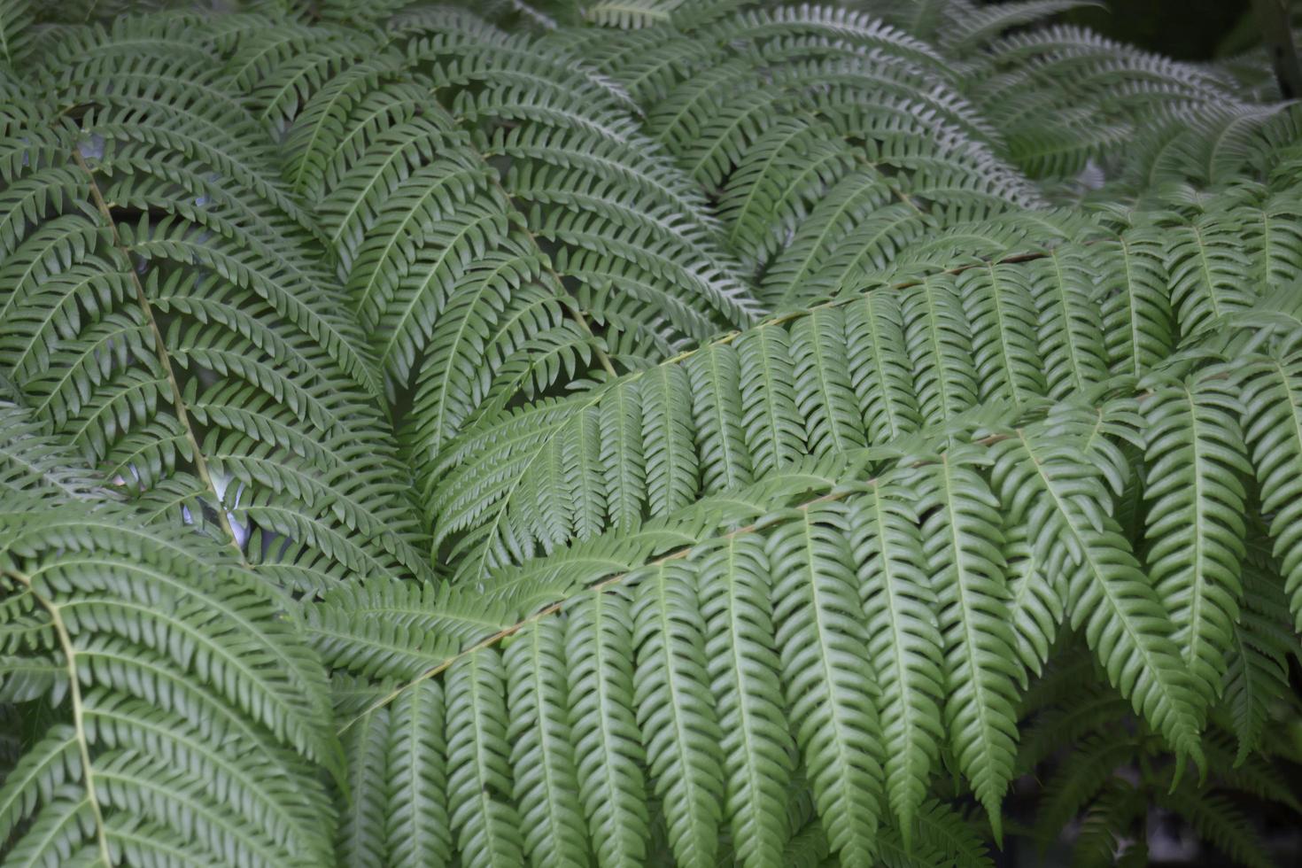 groene varenplant foto