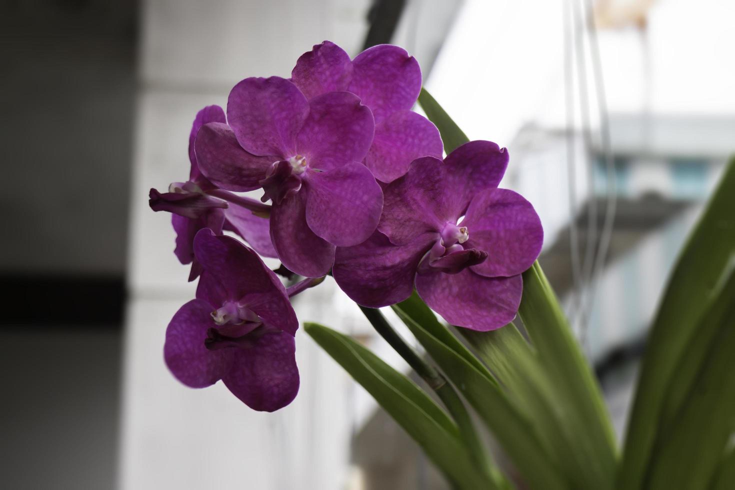paarse orchideebloem foto